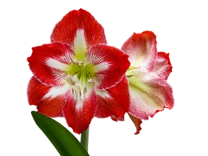 Red White Amaryllis Flower