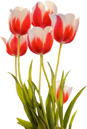 Red White Tulips Bouquet PNG image