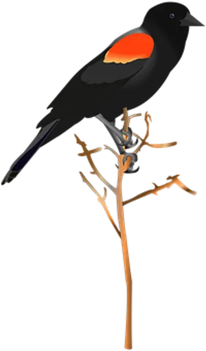 Red Winged Blackbird Illustration