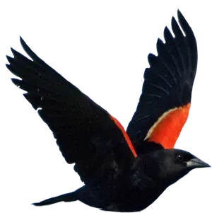 Red Winged Blackbird In Flight.png PNG image