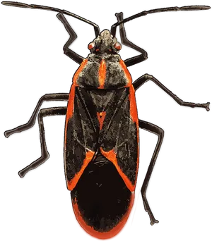 Redand Black Insect Illustration PNG image