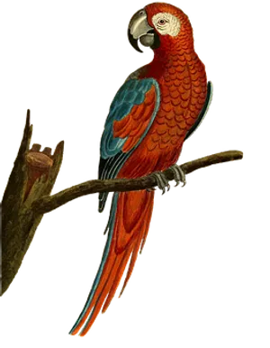 Redand Blue Macaw Perched