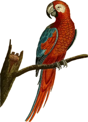 Redand Blue Macawon Branch