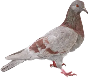 Redand Gray Pigeon Profile PNG