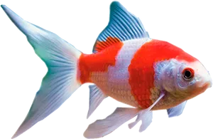 Redand White Comet Goldfish.png PNG image