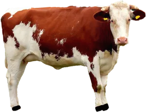 Redand White Cow Standing PNG image