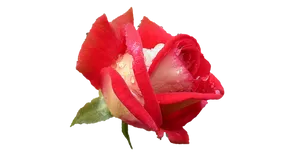 Redand White Rosewith Dew Drops
