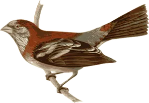 Reddish Brown Bird Illustration