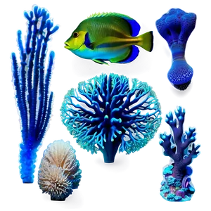 Reef Coral Diversity PNG Bgg54 PNG