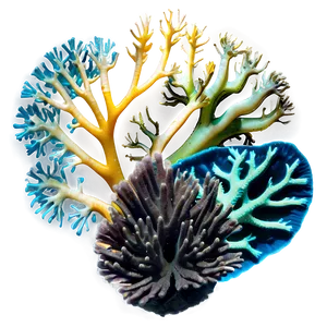 Reef Coral Diversity PNG Wbl93