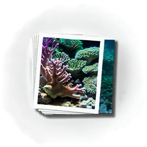 Reef D PNG image