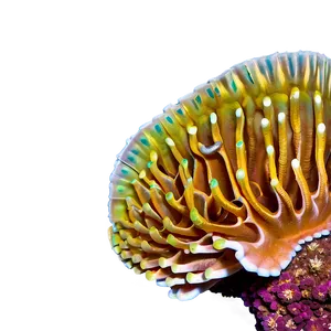 Reef Life In Harmony PNG Jog