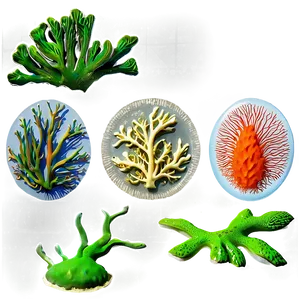 Reef-safe Coral Products PNG Qbo32 PNG