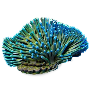 Reef Snorkeling Experience PNG 06292024