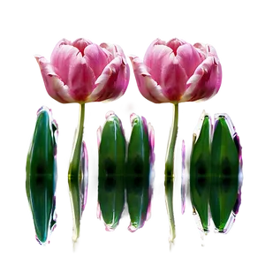 Reflection Of Tulips Png 05242024 PNG image