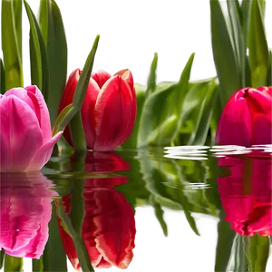 Reflection Of Tulips Png 48 PNG image