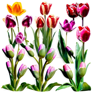 Reflection Of Tulips Png Phy39 PNG image