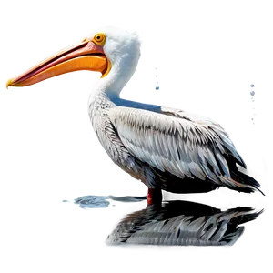 Reflective Pelican Water PNG Yit PNG