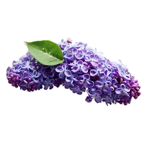 Refreshing Lilac Png 48 PNG image