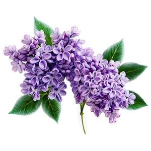 Refreshing Lilac PNG Hxx33