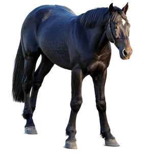 Regal Black Horse Standing PNG 06262024 PNG