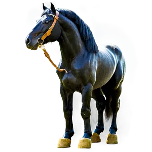 Regal Black Horse Standing Png 17 PNG image