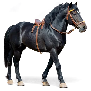 Regal Black Horse Standing PNG Dfh91 PNG