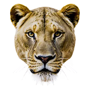 Regal Lioness PNG 44