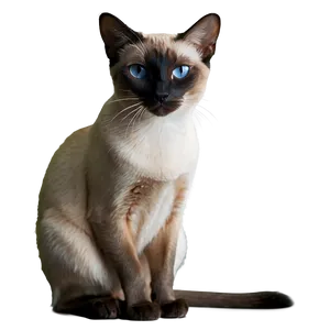 Regal Siamese Cat Sitting PNG Svx15 PNG