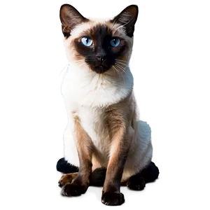 Regal Siamese Cat Sitting PNG Yct85 PNG
