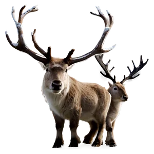 Reindeer Family Png Qrg4 PNG image
