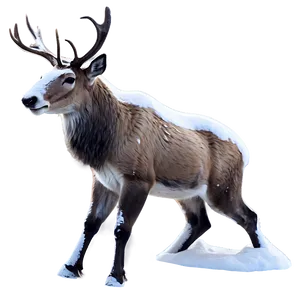 Reindeer In Snow PNG 05212024