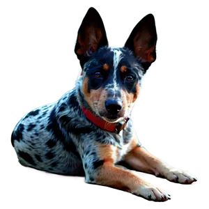Relaxed Blue Heeler PNG 06282024