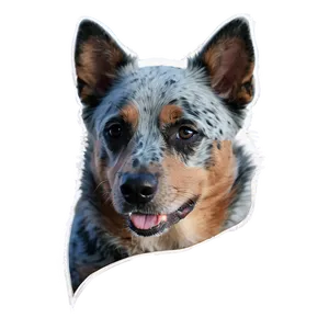 Relaxed Blue Heeler PNG Gws