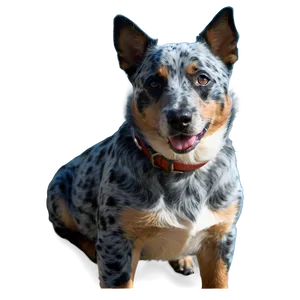 Relaxed Blue Heeler PNG Tcq