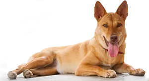 Relaxed Brown Dog Lying Down.png PNG image