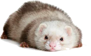 Relaxed Ferret Pose PNG