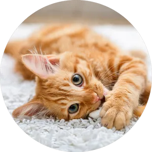 Relaxed Orange Kitten Carpet