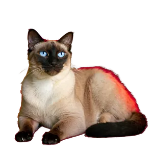 Relaxed Siamese Cat Lying Down PNG Vaw25 PNG