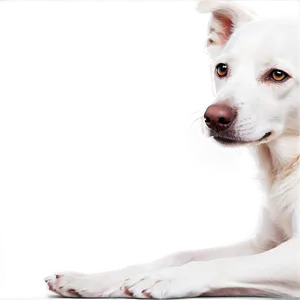 Relaxed White Dog Png 06262024 PNG image