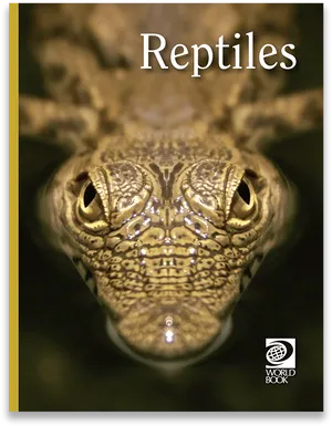 Reptile Gaze Cover Image PNG image