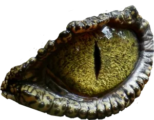 Reptilian_ Eye_ Closeup