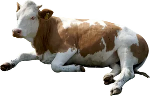Resting Brown White Cow Black Background.jpg PNG image