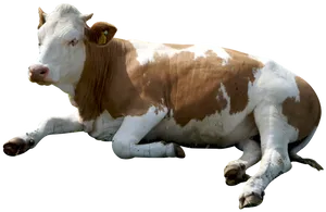 Resting Brown White Cow Transparent Background.png