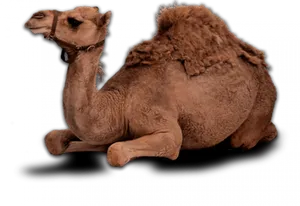 Resting Camel Transparent Background.png