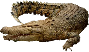 Resting Crocodile Transparent Background PNG