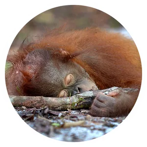 Resting Orangutan Naptime PNG image