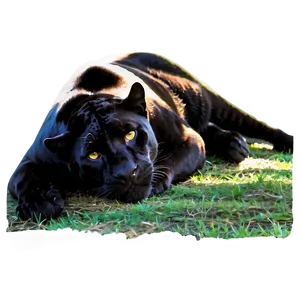 Resting Panther PNG Luc50 PNG