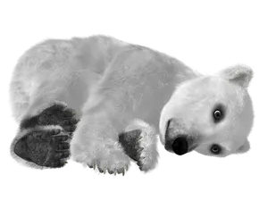 Resting Polar Bear Black Background.jpg