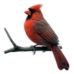 Retro Cardinal Poster Png 24 PNG image